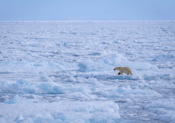Im Packeis vor Spitzbergen läuft ein Eisbär